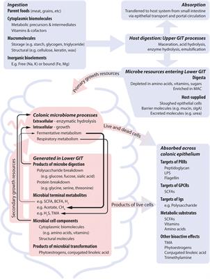 Towards an Integrative Understanding of Diet–Host–Gut Microbiome Interactions